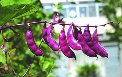 扁豆：从东南亚到全球的传播史