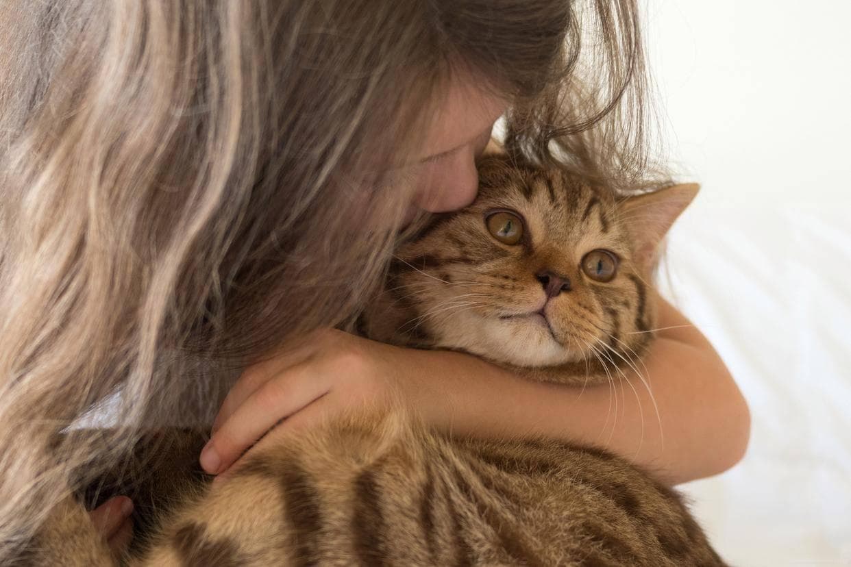 揭秘！猫咪会越长越像主人？真相让人忍俊不禁！