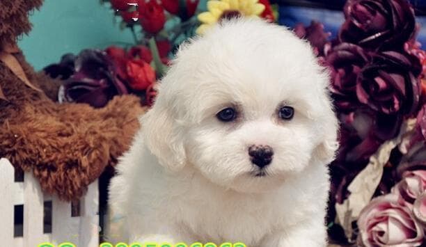 卷毛比熊犬养护指南：13项关键细节打造健康伙伴