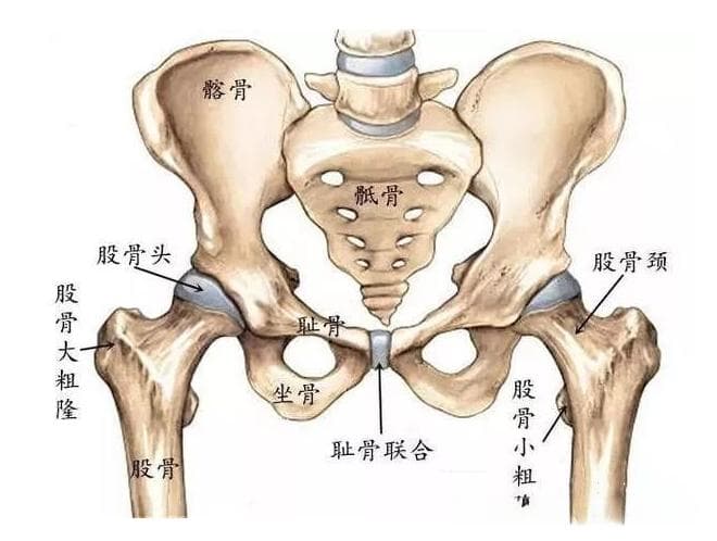 髋关节疼痛的7种疾病和7个缓解动作