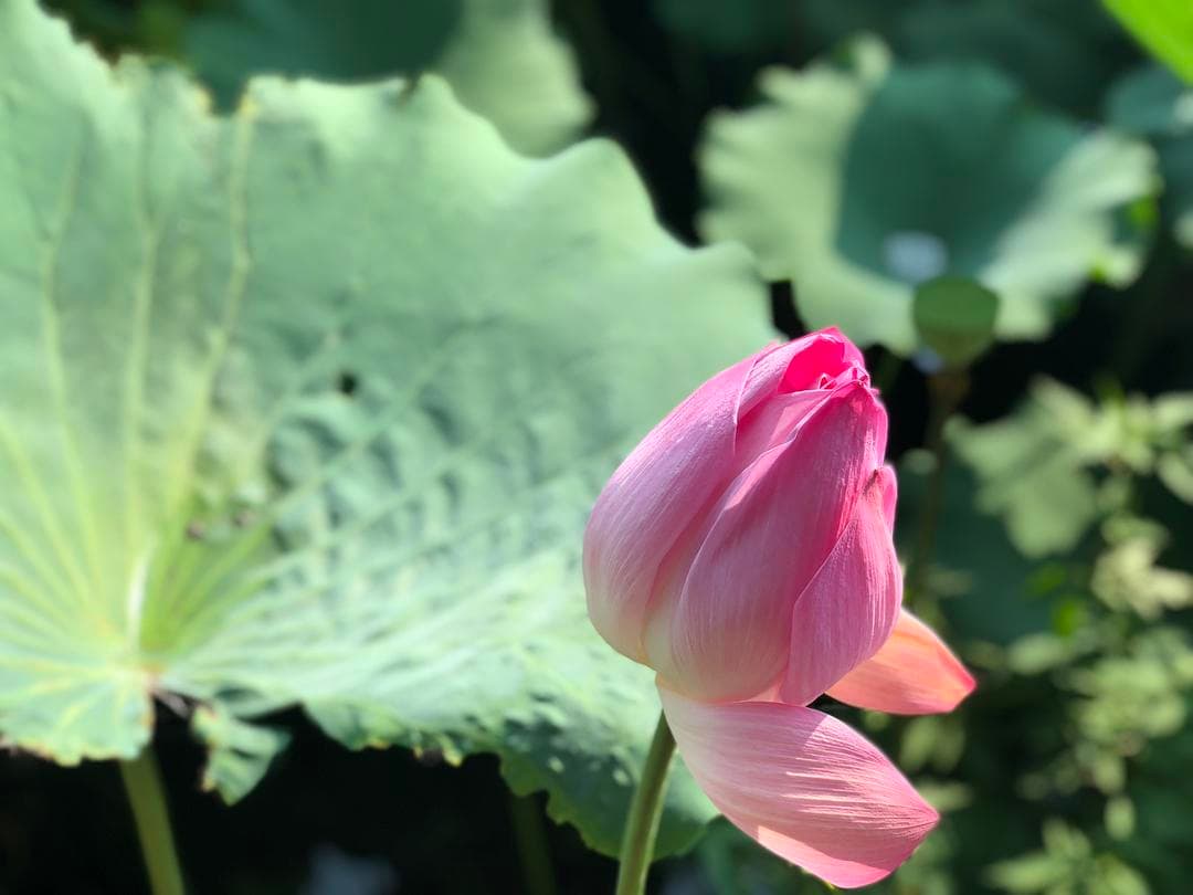 关于梨花诗及其评价