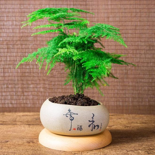 拯救发黄文竹，让绿意重回枝头