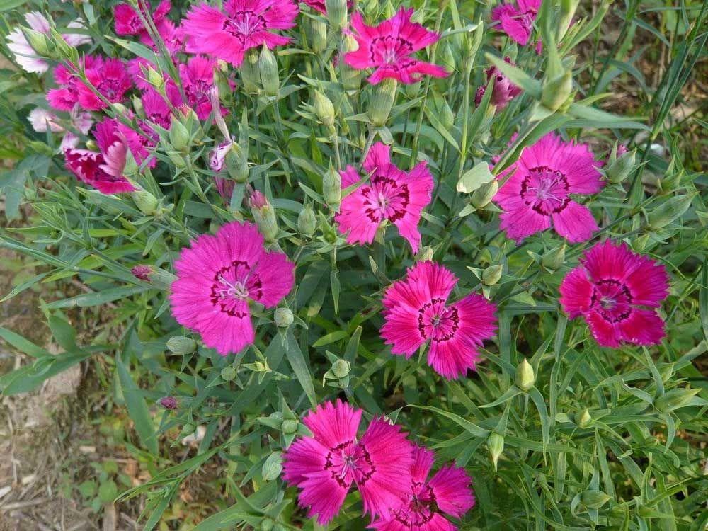 常夏石竹：一种耐旱、耐寒的观赏花卉
