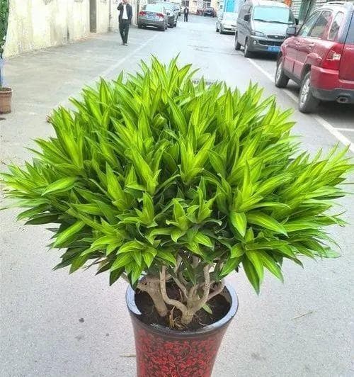 百合竹的浇水方法（浇水频率与注意事项）