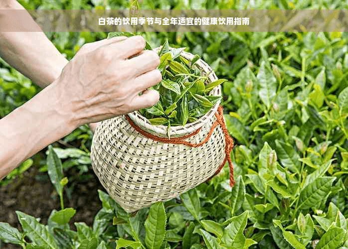 白茶的饮用季节与全年适宜的健康饮用指南