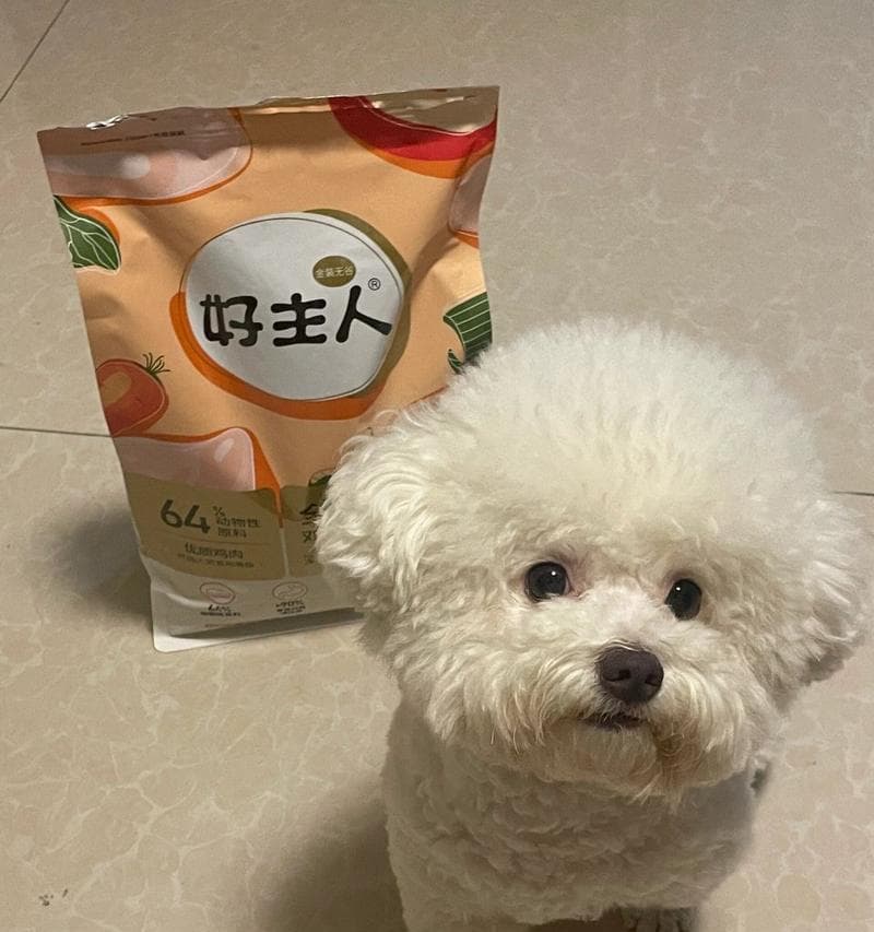 如何为你的比熊犬选择一个完美名字