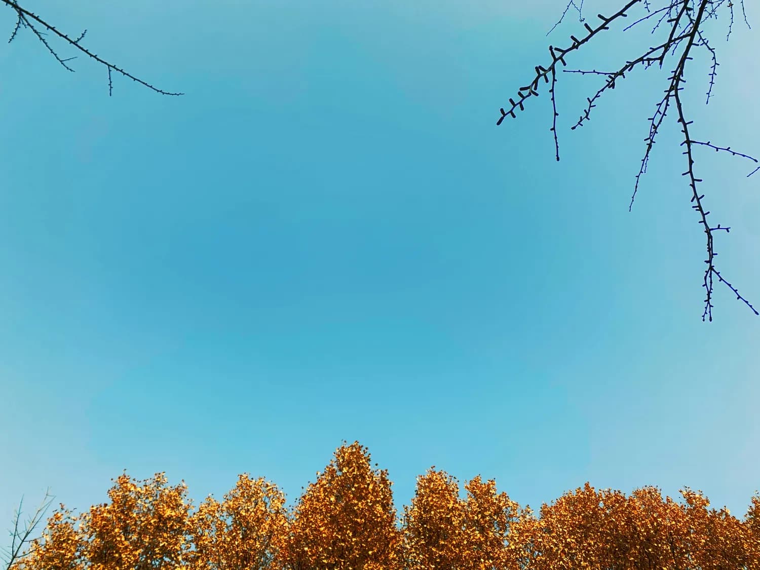 天高云淡，秋景正当时