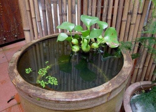 改善鱼缸水质最强的水生植物（净化水质的水养植物品种）