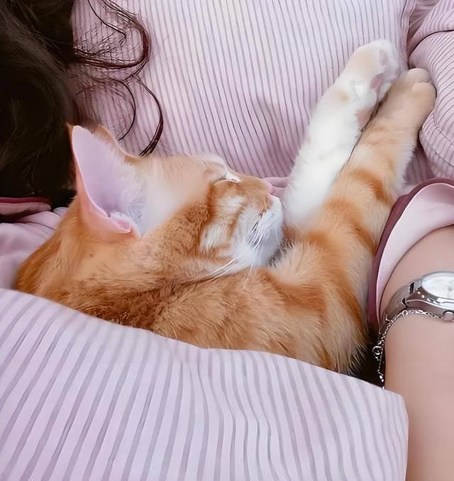 猫咪每晚都“陪你睡觉”的真正原因，不是它怕冷，很多人都猜错了