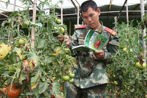 面筋的成分、营养价值与制作方法详解