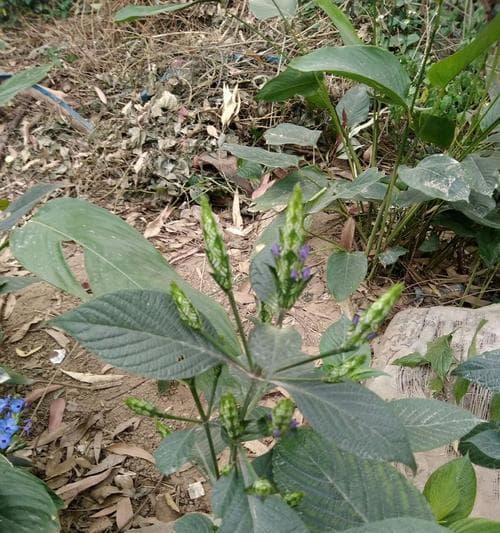 板蓝根——一种药用植物的全面解析（了解板蓝根的来源、成分和功效，保障健康生活）
