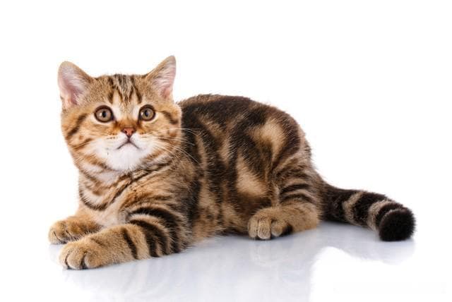 萌宠小知识：哪种因素会导致宠物猫咪掉毛，吃得太咸还是晒太阳？