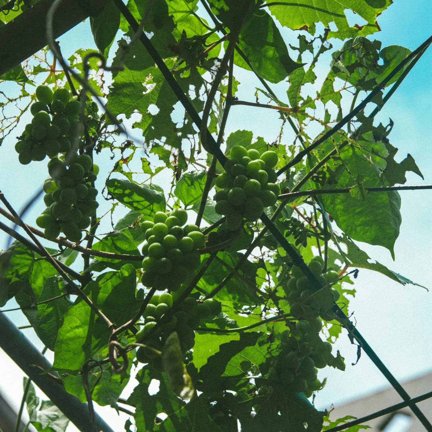 智能育种技术突破：葡萄育种周期减半至5-8年