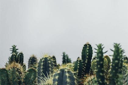 仙人掌长在房顶上好吗？需注意风水摆放位置