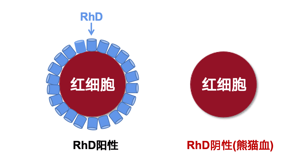花花的血是真的熊猫血，你的"熊猫血"可不一定是真的哦！