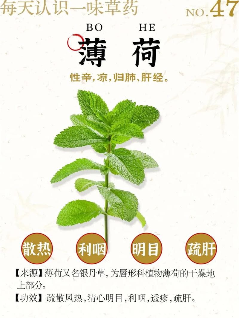 薄荷风水含义与摆放忌讳