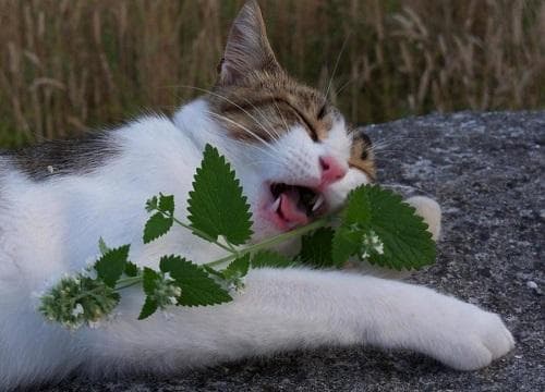 人吃的荆芥是猫薄荷吗（河南人食用荆芥和猫薄荷的区别）