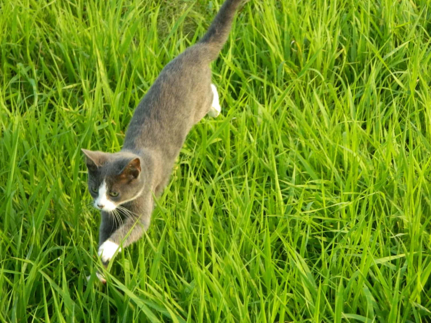 逗猫棒和激光笔：让猫咪成为社交小达人的秘密武器