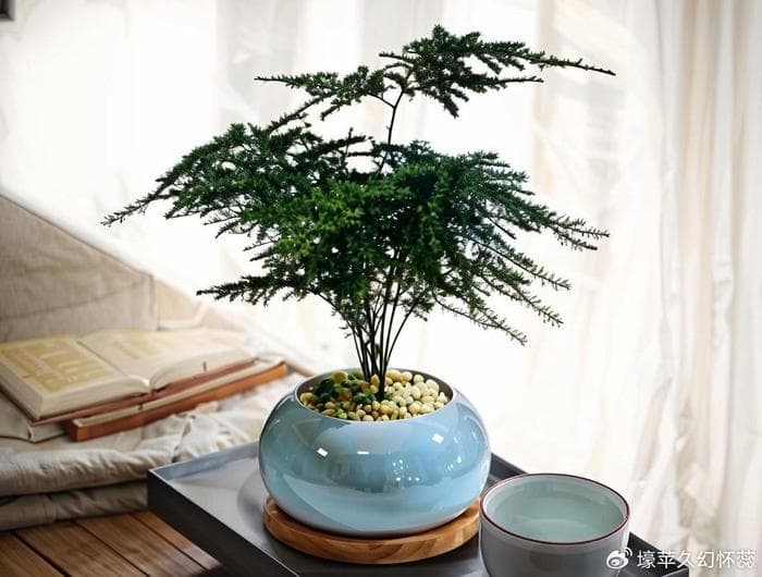 厨房废弃物变身有机肥：省钱又环保的园艺小妙招