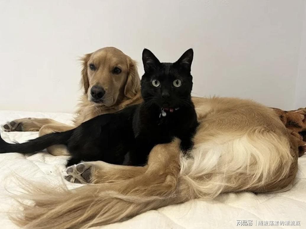 日本研究：猫的学习能力超乎想象，甚至胜过人类婴儿