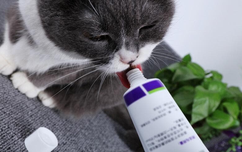 十种宠物保健品有哪些 养宠物必备哪十种保健品