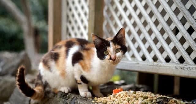 为何越来越多的人饲养三花猫？这些优点让人很难不爱
