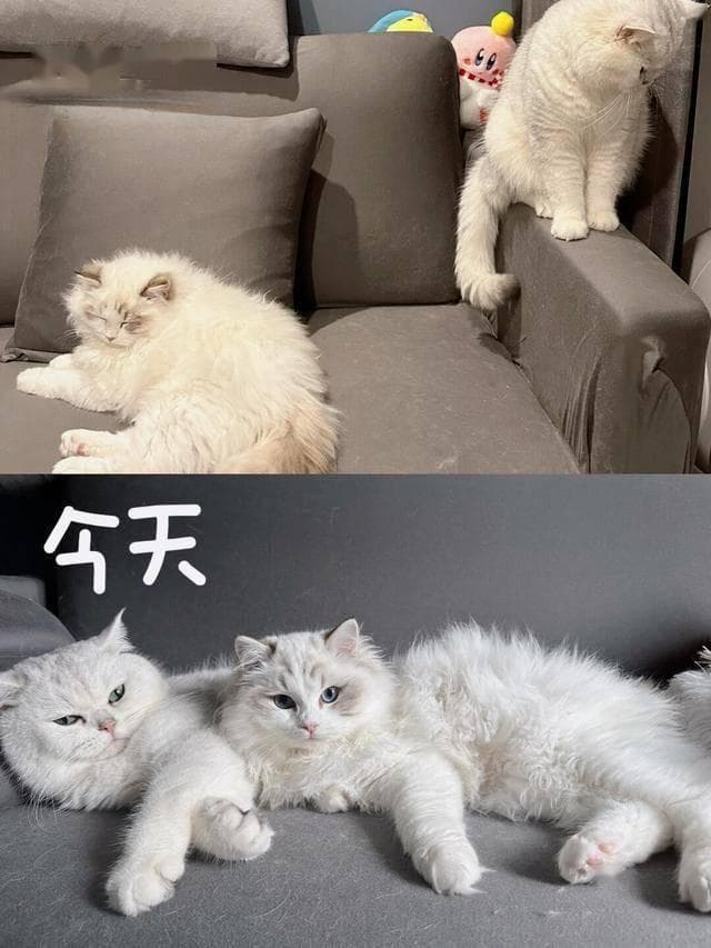 两只猫多久能和谐相处？5招教你快速化解“猫界恩怨”！