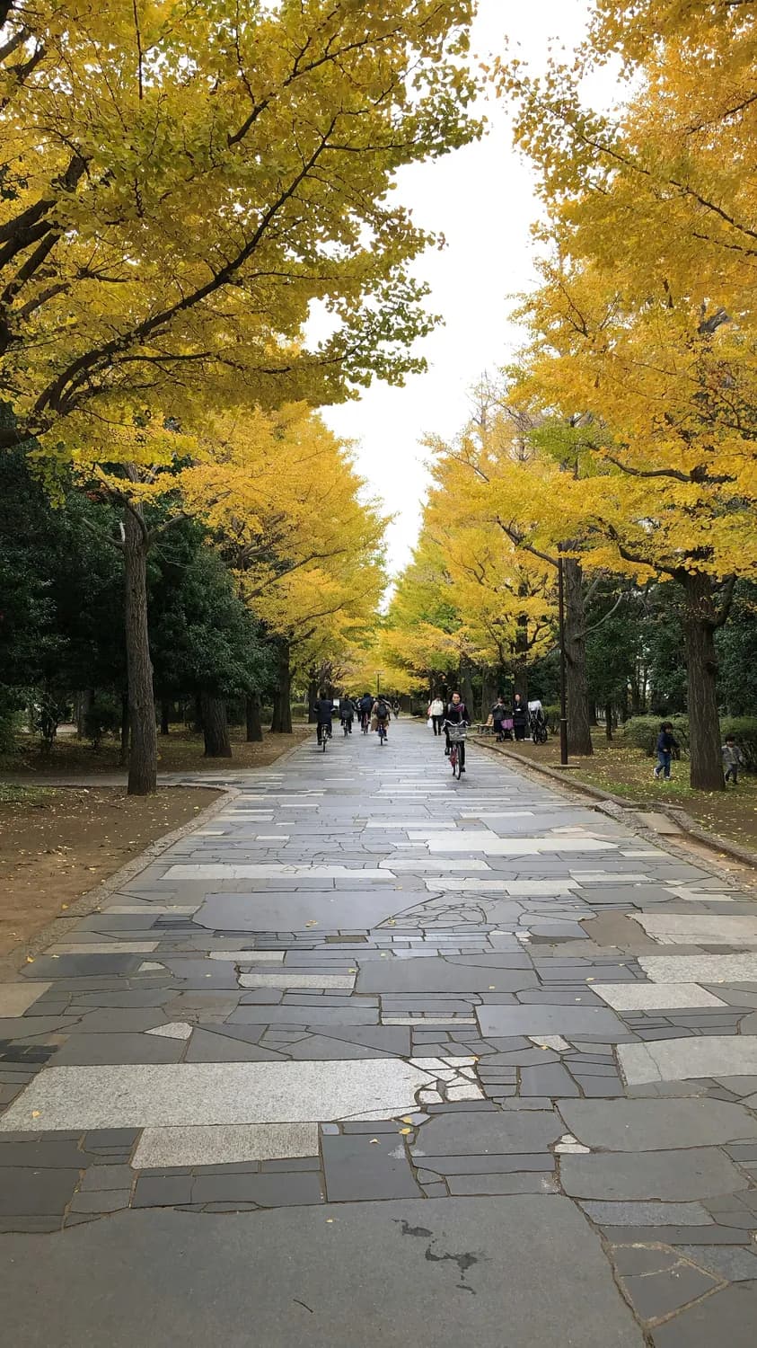 北京师范大学2024年录取分数线全解析：全国排名、分数变化与热门专业