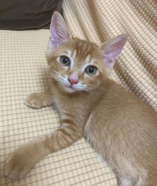 猫咪的记忆力到底有多好？