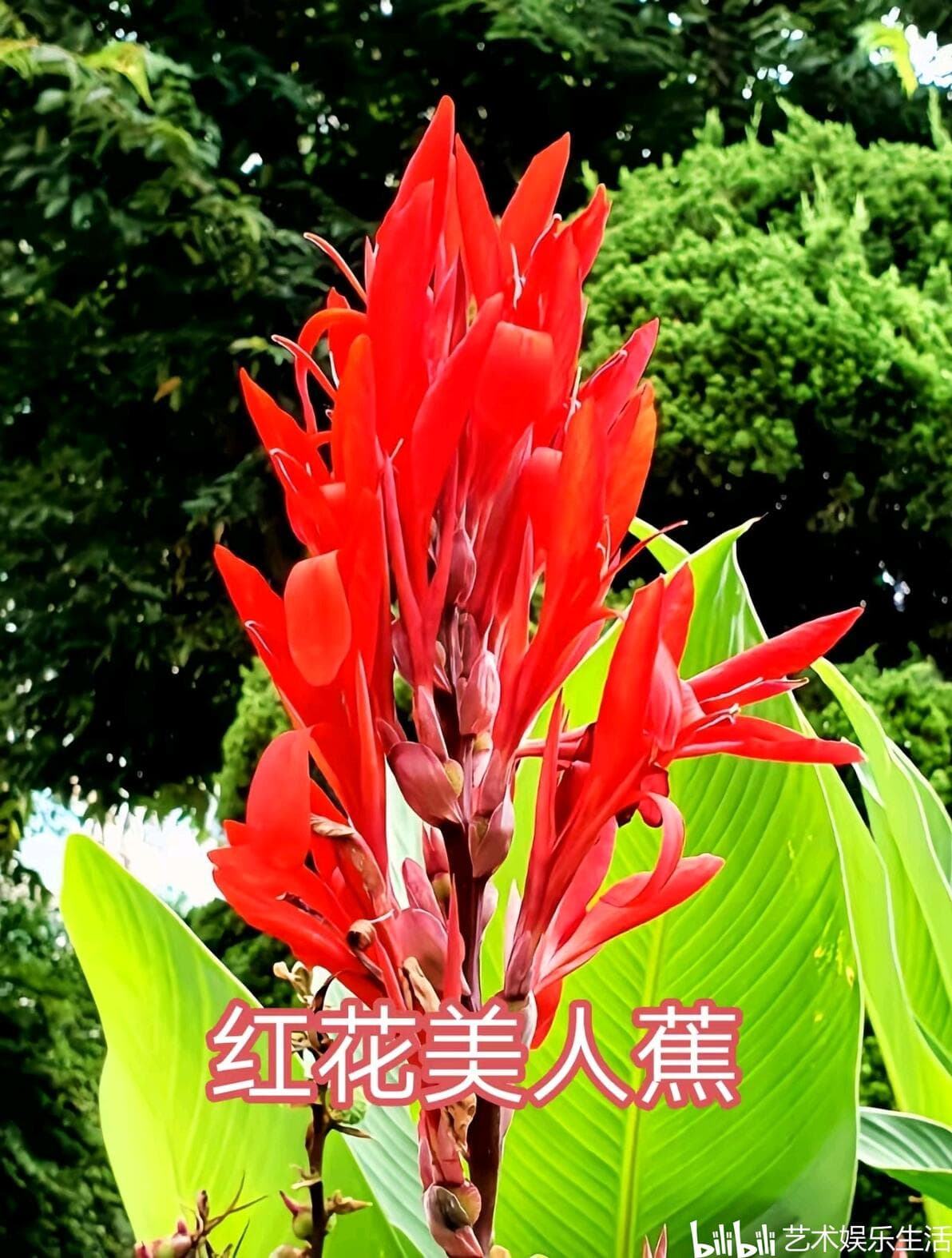 30种常见的球根花卉，都是不错的盆栽或庭院栽培品种