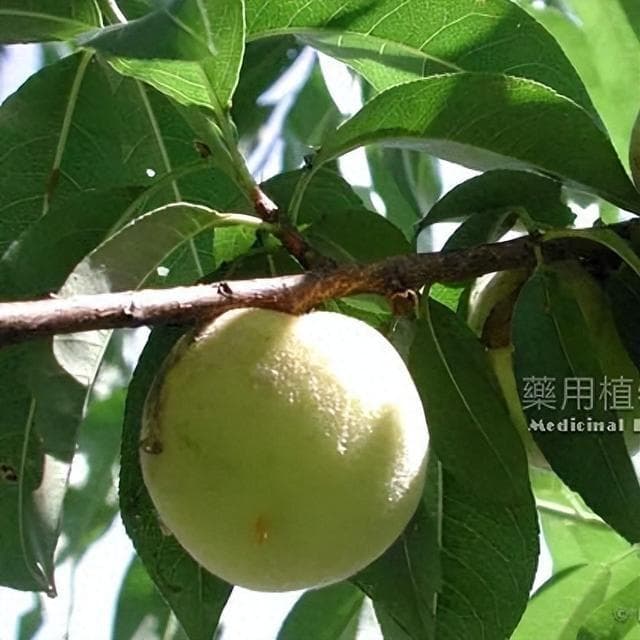 活血祛瘀，润肠通便，止咳平喘——桃仁