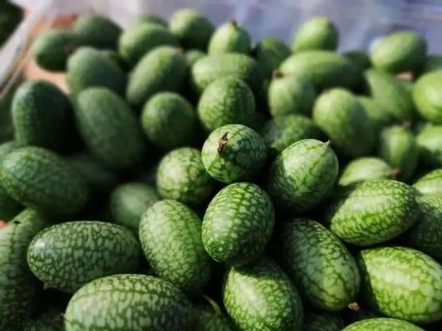 5种高价值特色蔬菜，亩产值最高可达13万元