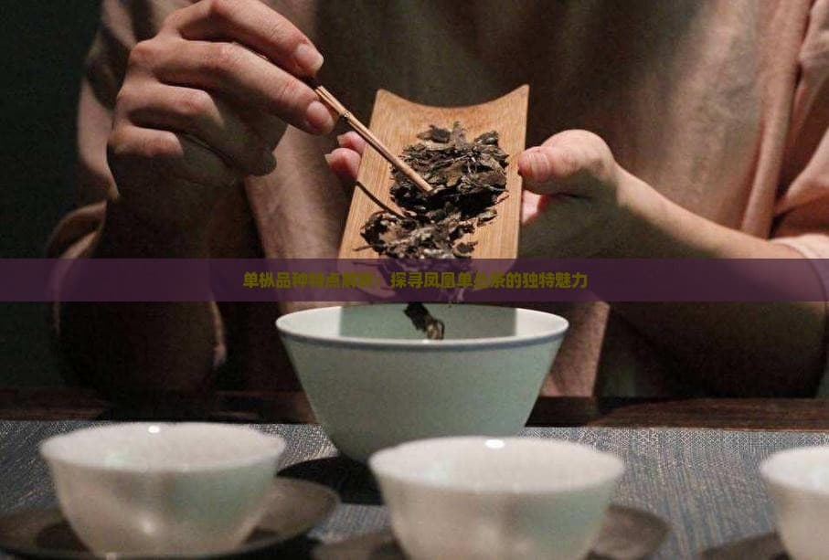 单枞品种特点解析：探寻凤凰单丛茶的独特魅力