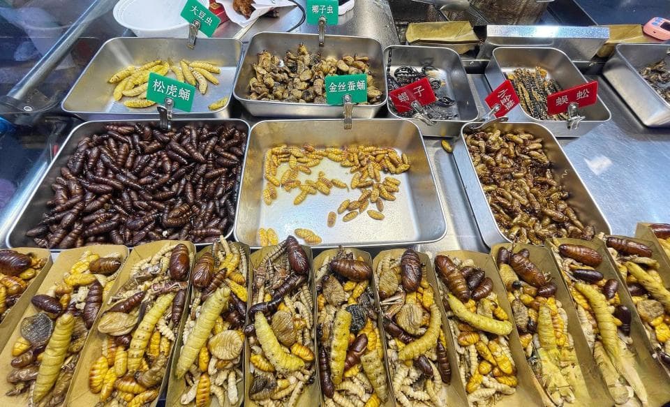 泉州夜市重口味的“昆虫宴” 你敢吃几种？