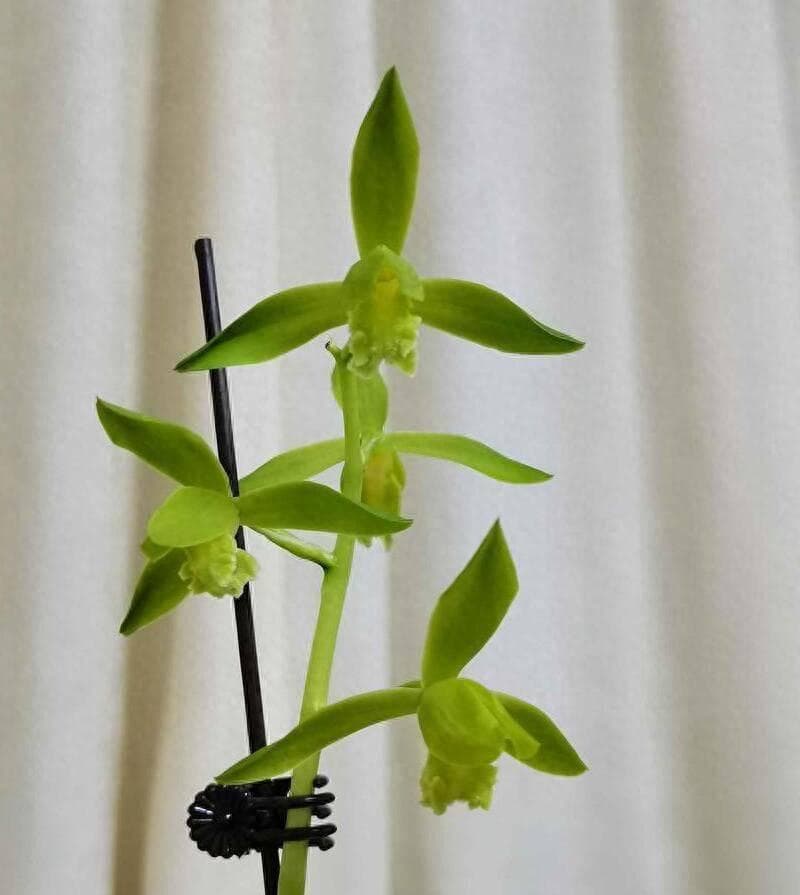 兰花浇水的正确姿势，你get到了吗？