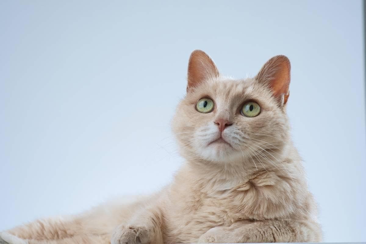猫抓发炎化脓的伤口怎么处理