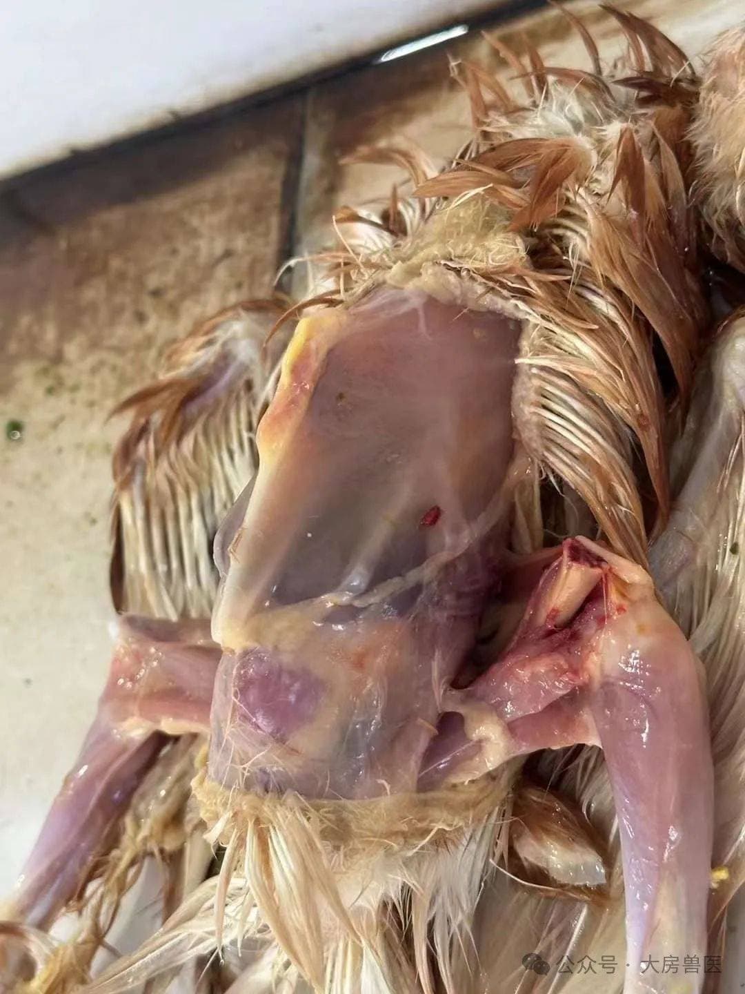 鸡滑液囊支原体的防控要点
