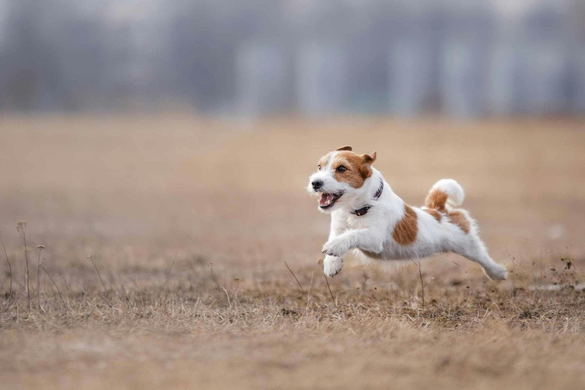 狗狗安定信号是什么意思
