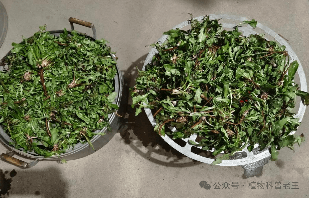 每天认识一种植物——蒲公英，泡水喝有五大好处，可惜很多人不知道