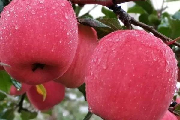 陕西省六大优质苹果品种大盘点：从白水到洛川，教你挑选最美味的陕西苹果