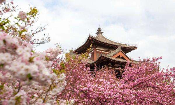 2024青龙寺樱花最佳观赏时间及攻略
