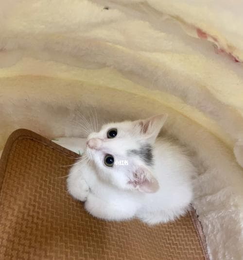 未满月小猫喂养全攻略：15个关键要点助你成为合格铲屎官