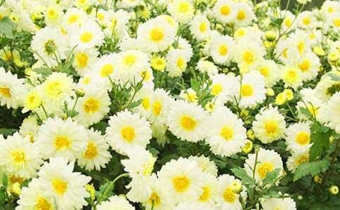 赞美菊花的诗句