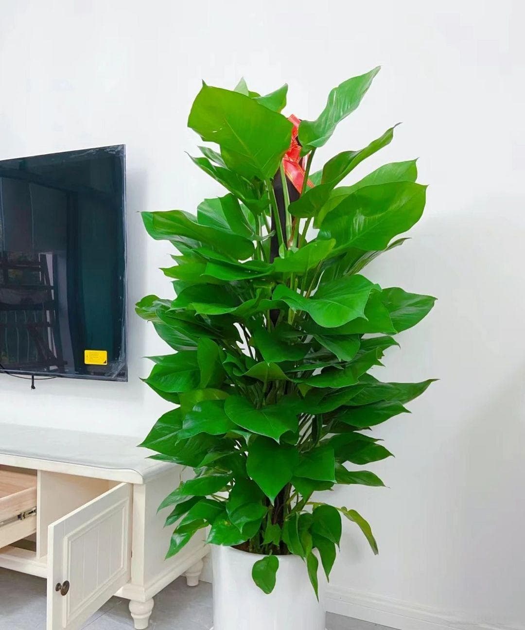 6个月养出一棵绿萝树！这位花友的养护秘诀值得借鉴