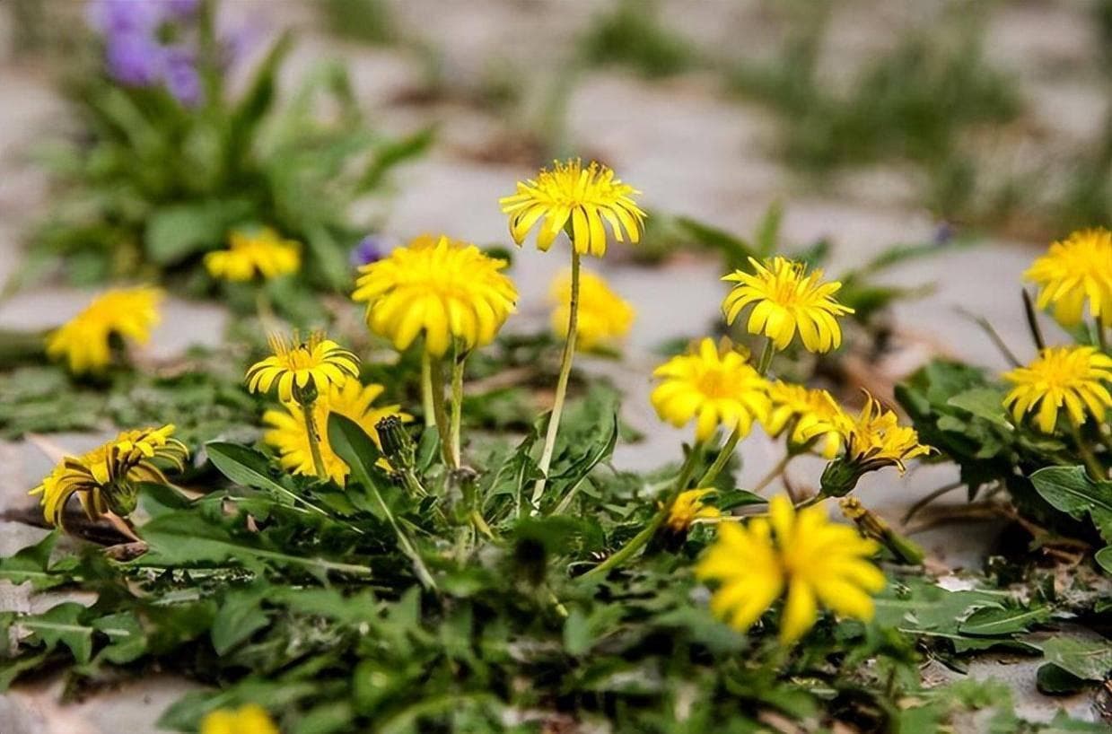 蒲公英抗癌研究：试管实验有效，人体应用仍需验证