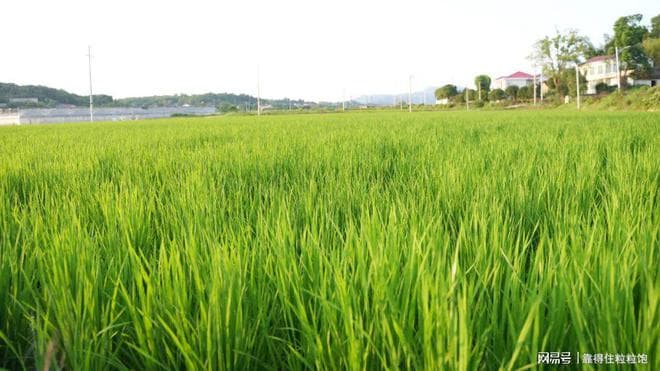 怎么科学种植早稻