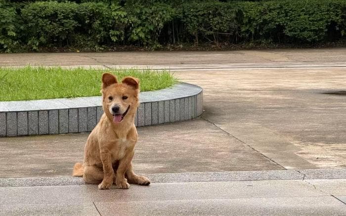 广州解禁“土狗”，提供本土犬种保护新思路