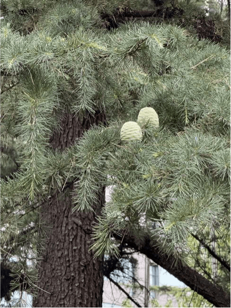 为什么喜欢雪松植物？——多维价值解析