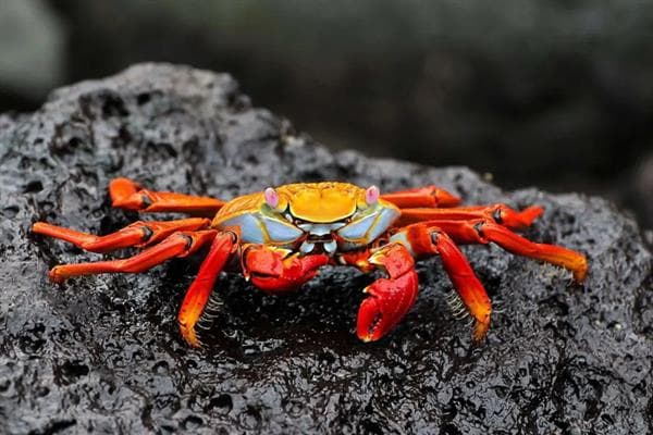 螃蟹的科普：从科属分类到种类区分