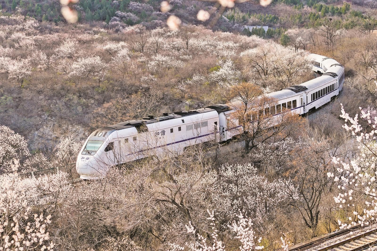 乘火车穿越花海 观一路春色